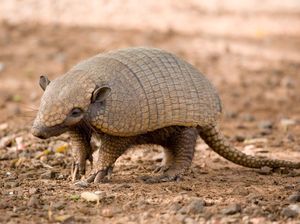 Armadillo: Ciri Fisik, Jenis, Habitat, Makanan, dan Fakta Uniknya Armadillo: Ciri Fisik, Jenis, Habitat, Makanan, dan Fakta Uniknya