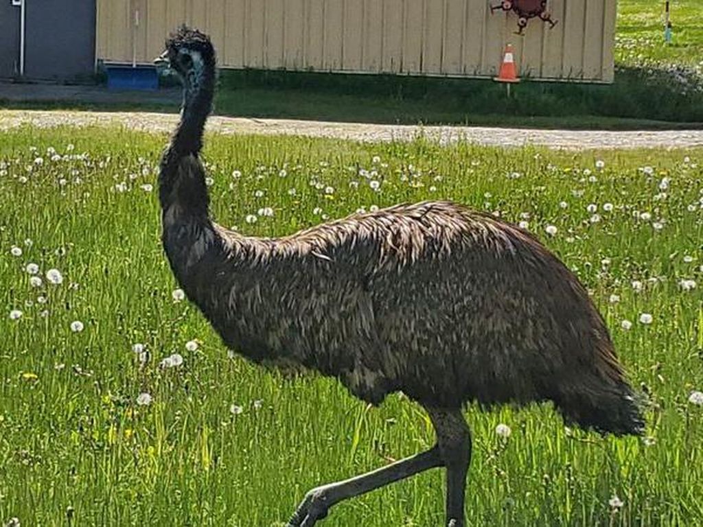 Saat Burung Emu Menebar Teror di Bandara Kanada