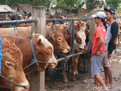 Fatwa MUI, 11 Cara Penyembelihan Hewan Kurban saat Idul Adha 2021