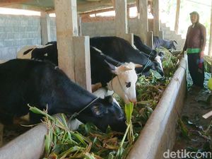 Kasus Antraks Ditemukan di Tulungagung, Belasan Ribu Sapi Jalani Vaksinasi