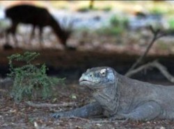 Kesejahteraan Komodo di Tangan Orangtua Asuh