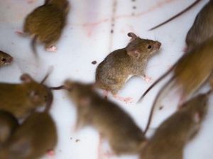 Mengapa ada Wabah Hama Tikus di Australia dan Apakah Bisa Dihentikan?
