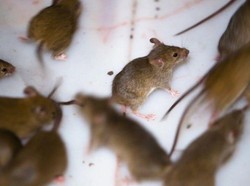 Mengapa ada Wabah Hama Tikus di Australia dan Apakah Bisa Dihentikan?