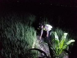 Petani Lamongan Tewas Tersetrum Jebakan Tikus yang Dipasang Sendiri