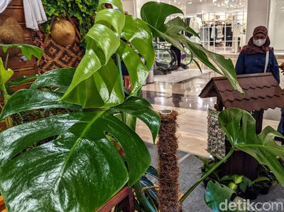Berbagai Jenis Tanaman Hias Cantik Dipamerkan di TSM Cibubur