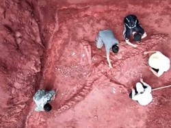 Fosil Dinosaurus Usia 180 Juta Tahun Ditemukan Nyaris Utuh