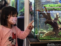 Pameran Aquascape di TSM Cibubur Pastikan Sudah Patuhi Prokes