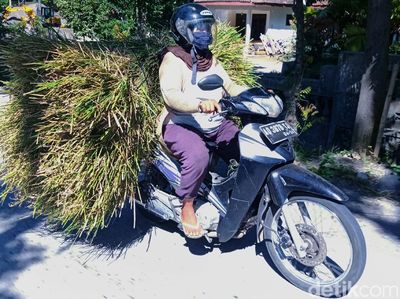 Wanita-wanita Tangguh Pencari Pakan Ternak Sapi di Gunung Merapi