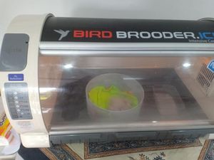 Setelah Badak Jawa, Kini Giliran Elang Jawa Lahir di TMII