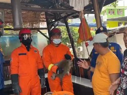 Monyet Berkeliaran di Jakbar Bikin Resah, Sempat Masuk Dapur Warga