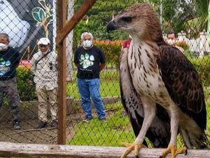 BKSDA Riau Lepasliarkan 2 Elang Dilindungi dan 10 Jalak Kebo di Inhil