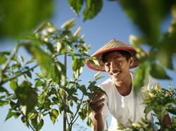 Strategi Pola Kemitraan bank bjb untuk Kesejahteraan Petani & Peternak