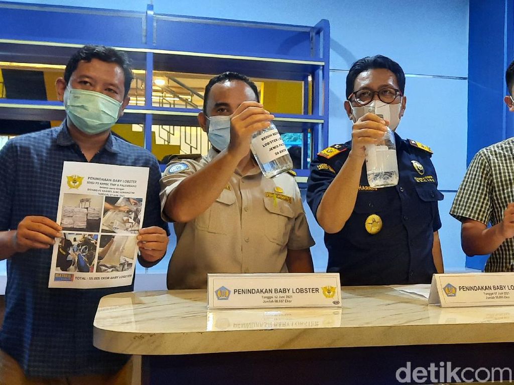 Bea Cukai Gagalkan Penyelundupan Benur Senilai 18,4 M di Palembang Bea Cukai Gagalkan Penyelundupan Benur Senilai 18,4 M di Palembang