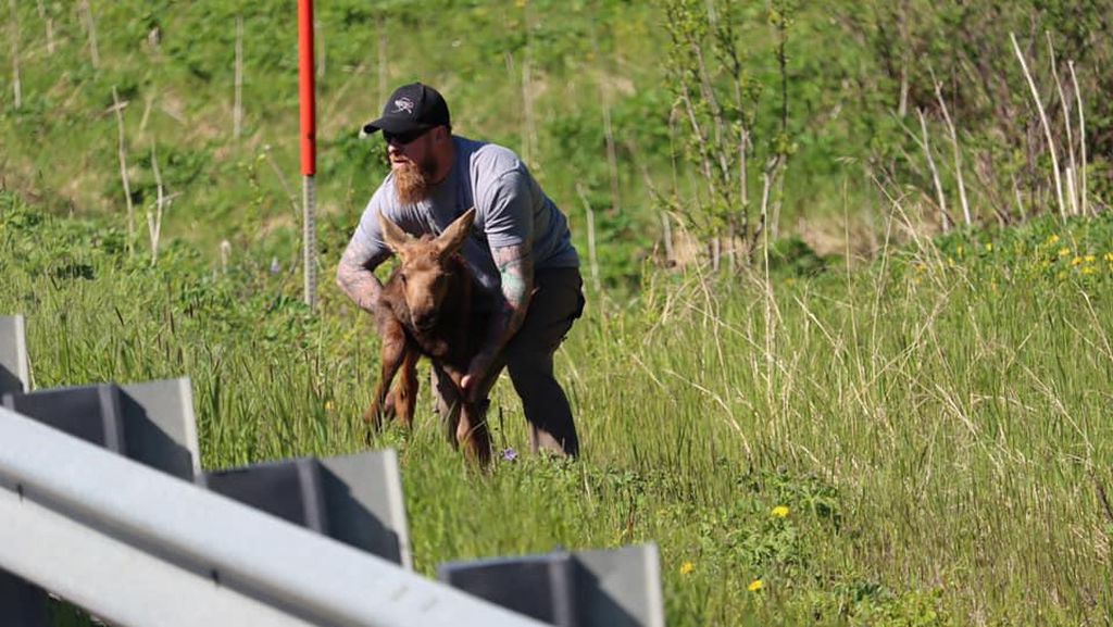 Foto Detik-detik Seorang Pria Menolong Anak Rusa Raksasa Foto Detik-detik Seorang Pria Menolong Anak Rusa Raksasa