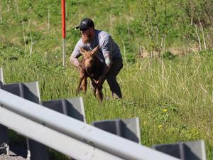 Pria Tolong Anak Rusa Menyeberang Jalan, Namun Katanya Tidak Bagus Dicontoh