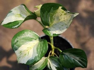 Cara Merawat Sirih Manjula, Jenis Tanaman Hias Sirih Gading yang Populer Cara Merawat Sirih Manjula, Jenis Tanaman Hias Sirih Gading yang Populer