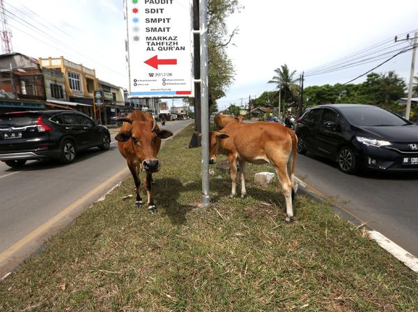Waduh, Hewan Ternak Berkeliaran di Jalanan Aceh