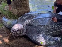 Penyu Raksasa Dilautkan Kembali Usai Terperangkap di Rawa Pantai Oping