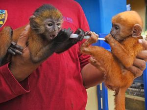 Penyelamatan Lutung Jawa Dari Jual Beli Online