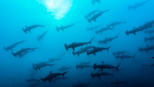 Hammerhead Sharks Large school of hammerhead sharks at Galapagos Islands.