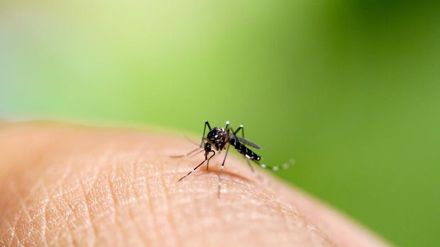 Aedes mosquito sucking blood
