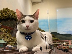 Keren! Restoran Ini Tak Jadi Bangkrut Setelah Bantu Kucing Jalanan