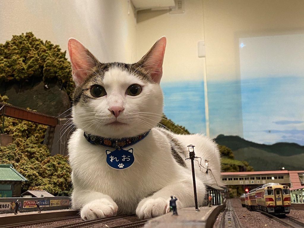 Mulia! Warga Lumajang Ini Dirikan Panti untuk Kucing Telantar Mulia! Warga Lumajang Ini Dirikan Panti untuk Kucing Telantar