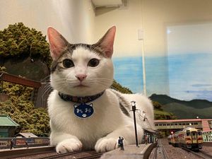 Mulia! Warga Lumajang Ini Dirikan Panti untuk Kucing Telantar Mulia! Warga Lumajang Ini Dirikan Panti untuk Kucing Telantar