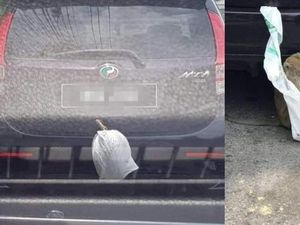 Lahap Makan Durian yang Dicuri dari Mobil, Monyet Ini Menyita Perhatian Lahap Makan Durian yang Dicuri dari Mobil, Monyet Ini Menyita Perhatian