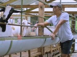 Mantan Manager BUMN Sukses Ternak Kambing hingga Waktu Terbaik Buat Ngopi