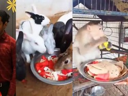 Pasangan Ini Undang Hewan Untuk Makan Sepuasnya di Pesta Pernikahan Mereka