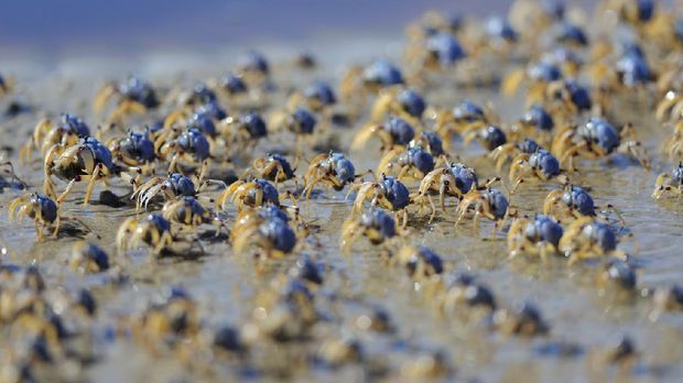 Spider Crabs The crowd of Spider Crabs at a beachRelated images: