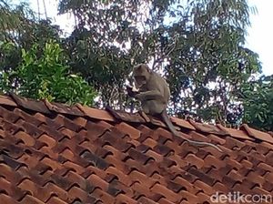 Kawanan Monyet Berkeliaran di Permukiman, Warga Ciamis Resah