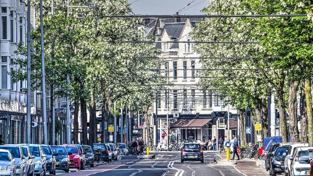 Witte de Withstraat, Rotterdam Rotterdam, The Netherlands, May 20, 2018: Blooming robinia trees on both side of downtwon Nieuwe Binnenweg