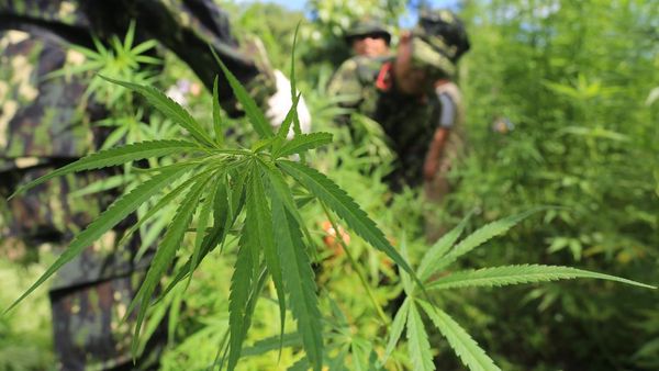 Dua Hektar Ladang Ganja Siap Panen Dimusnahkan di Aceh