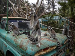 Krisis Pandemi Ancam Keselamatan Hewan di Kebun Binatang Chile