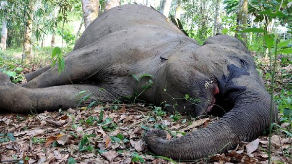 Penampakan Gajah Betina Berusia 50 Tahun yang Mati di Riau