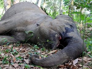 Penampakan Gajah Betina Berusia 50 Tahun yang Mati di Riau