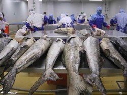 Temuan COVID-19 di Produk Perikanan RI, Pemerintah Protes ke China