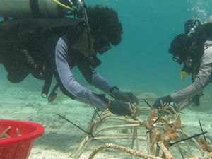 Jaga Ekosistem Laut, PLN Bikin Transplantasi Terumbu Karang di Sultra