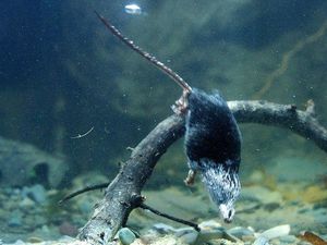 Akhirnya, Rahasia Genetik Mengapa Tikus Air Bisa Menyelam Terpecahkan