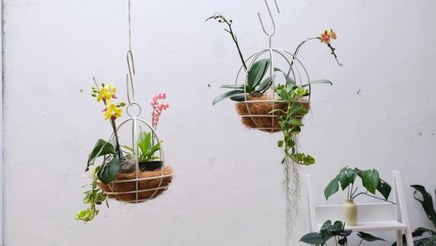 Beli tanaman hias dan bunga hias bisa secara online dan offline.