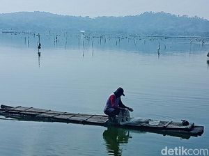Budidaya Ikan Terancam Gagal Panen, Warga Rawa Jombor Tolak Revitalisasi