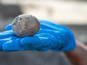 Wow! Telur Ayam Berusia Ribuan Tahun Ini Awet Berkat Kotoran Manusia