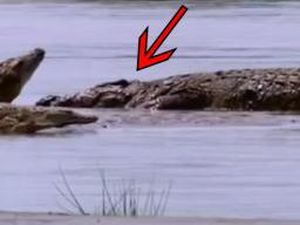 Kisah Gustave, Buaya Raksasa Memangsa 300 Manusia