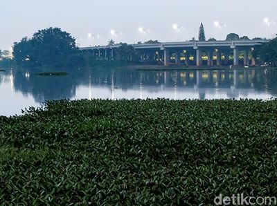 Eceng Gondok Penuhi Situ Sasak Pamulang