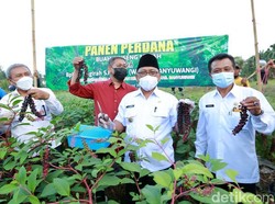 Gingseng Merah Sukses Dibudidayakan, Wabup Banyuwangi Panen Perdana