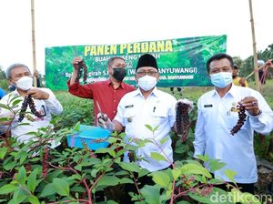 Gingseng Merah Sukses Dibudidayakan, Wabup Banyuwangi Panen Perdana Gingseng Merah Sukses Dibudidayakan, Wabup Banyuwangi Panen Perdana