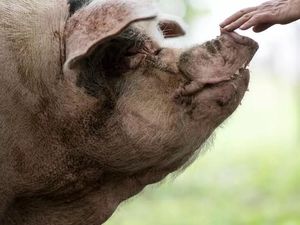 Babi-babi Lepas di Tol Layang MBZ Gegara Mobil Pengangkutnya Kecelakaan