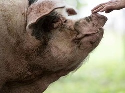 Publik China Berduka Atas Kematian Seekor Babi, Kok Bisa?